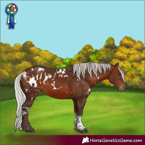 Horse Color:White Spotted Silver Brown Tobiano Skewed Appaloosa 
