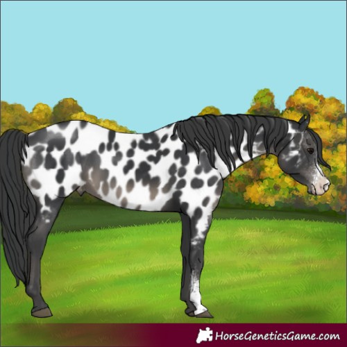 Horse Color:Black Sabino Appaloosa 