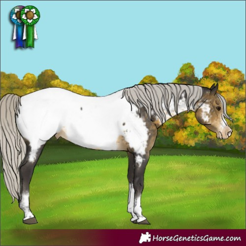 Horse Color:Silver Buckskin Sabino Tobiano Frame Appaloosa Rabicano
