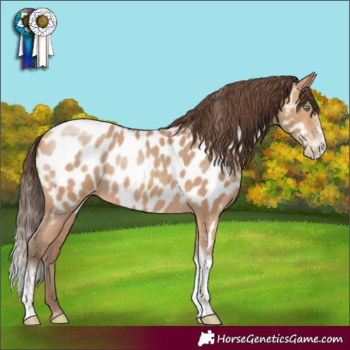Horse Color:Amber Champagne Sabino Tobiano Appaloosa Rabicano 
