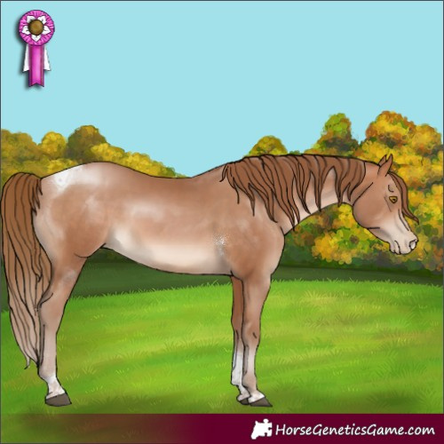 Horse Color:Brown Pearl Sabino Tobiano 