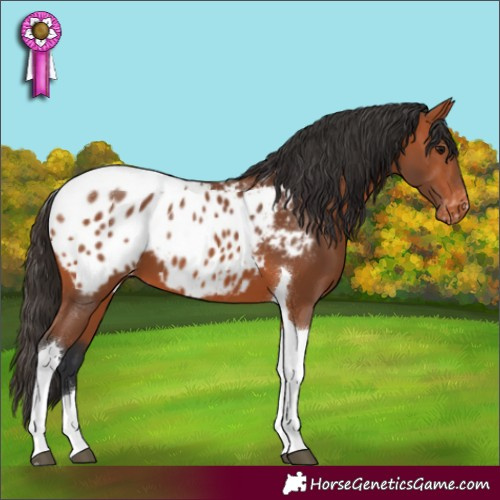 Horse Color:Bay Tobiano Appaloosa 