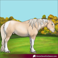 Horse Color:Gold Cream Champagne Pearl Tobiano