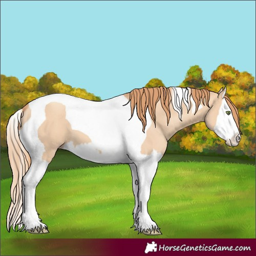 Horse Color:Gold Champagne Dun Splash Tobiano