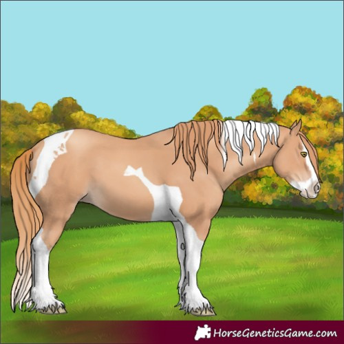 Horse Color:Gold Champagne Splash Tobiano