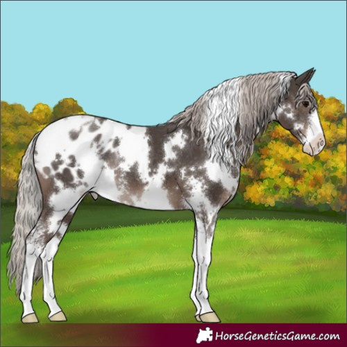 Horse Color:White Spotted Silver Black Sabino Blanket 