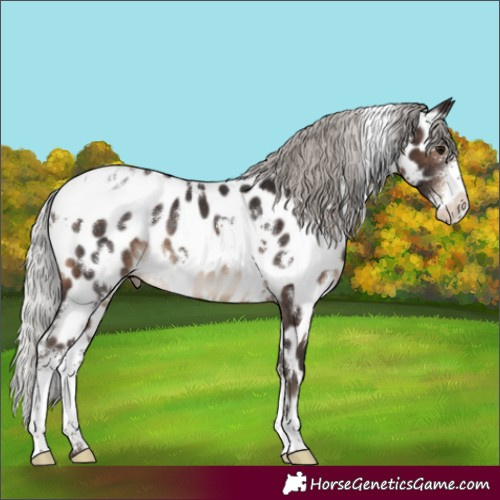 Horse Color:White Spotted Silver Brown Sabino Appaloosa