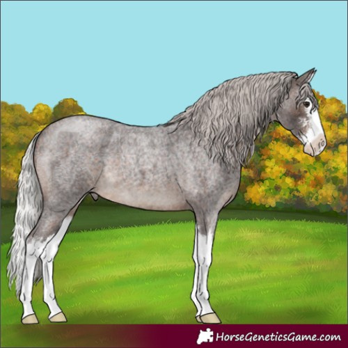 Horse Color:Silver Brown Roan Sabino Splash