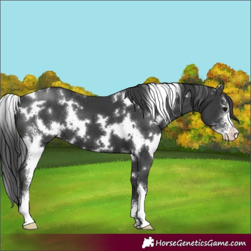 Horse Color:White Spotted Black Sabino