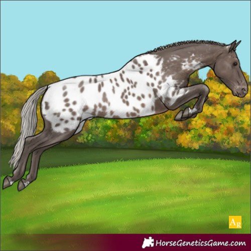 Horse Color:Unknown 