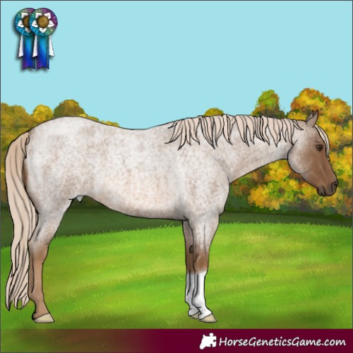 Horse Color:Chocolate Palomino Roan 