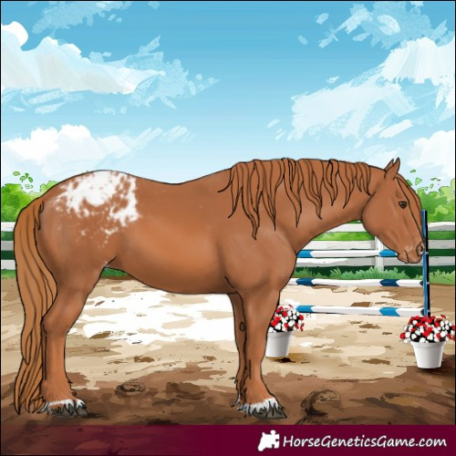 Horse Color:Chestnut Blanket 