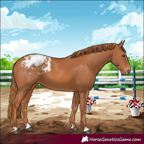 Horse Color:Chestnut Appaloosa