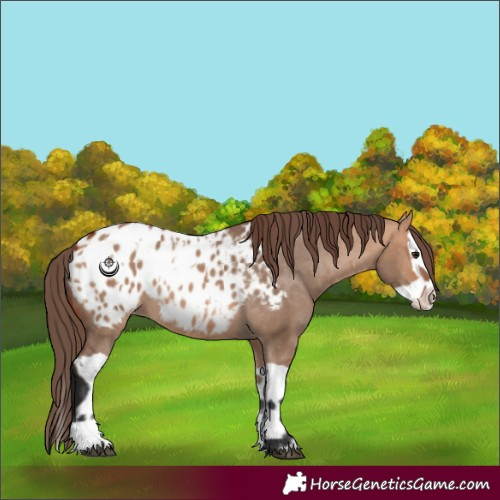 Horse Color:Bay Dun Blanket and Bay Dun Splash Blanket