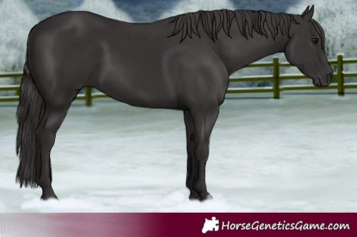 Horse Color:Smoky Black  and Smoky Black 