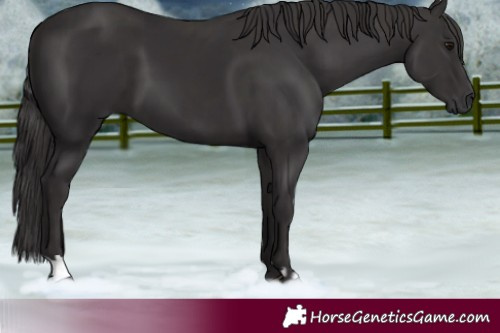 Horse Color:Smoky Black  and Smoky Black 