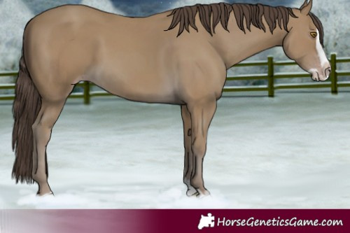 Horse Color:Classic Cream Champagne and Classic Cream Champagne Splash