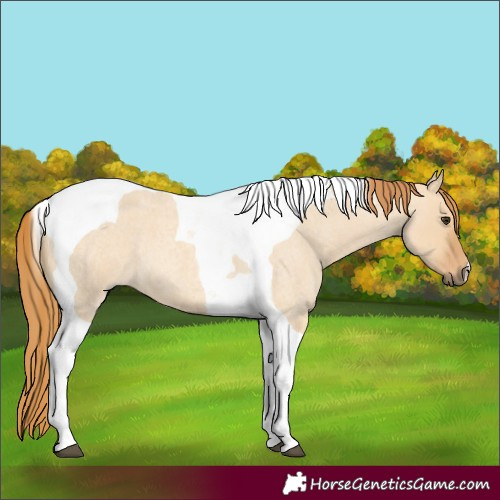 Horse Color:Red Dun Roan Tobiano