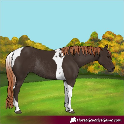 Horse Color:Liver Chestnut Tobiano Rabicano 
