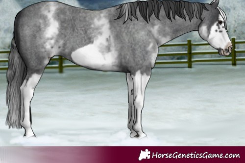 Horse Color:White Spotted Blue Roan Splash Frame Varnish