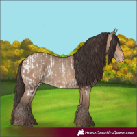 Horse Color:Sable Champagne Near Leopard  and Sable Champagne 