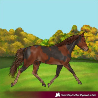 Horse Color:Liver Chestnut  and Chestnut 