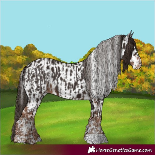 Horse Color:Liver Chestnut  and Liver Chestnut Appaloosa 