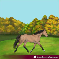 Horse Color:Bay Dun Rabicano 
