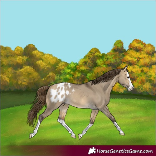 Horse Color:Buckskin Dun Splash Blanket Rabicano 