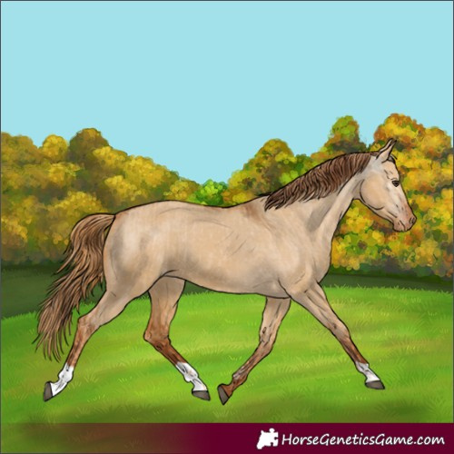 Horse Color:Red Dun Appaloosa and Gray Red Dun Appaloosa