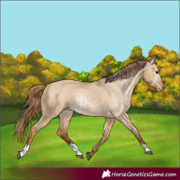 Horse Color:Red Dun Varnish and Gray Red Dun Varnish
