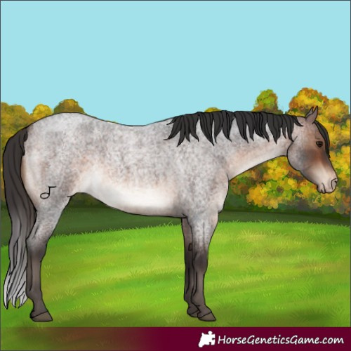 Horse Color:Brown Roan Appaloosa