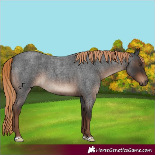 Horse Color:Liver Red Roan
