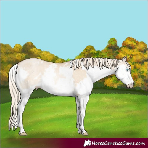 Horse Color:White Spotted Chocolate Palomino Pearl Dun Splash Rabicano