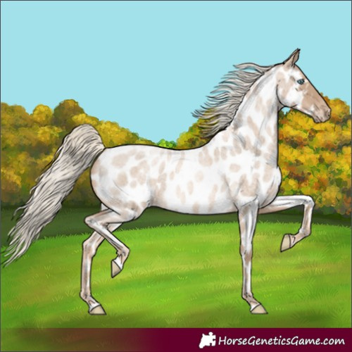Horse Color:Chocolate Palomino Roan Pearl Appaloosa