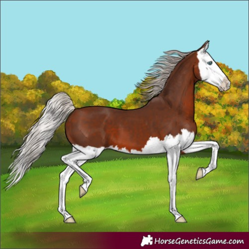 Horse Color:Silver Bay Splash 