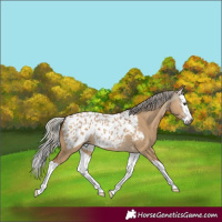 Horse Color:Gray Silver Bay Dun Splash Blanket Rabicano 