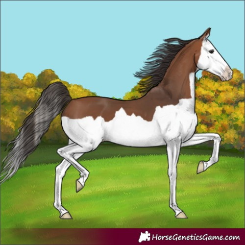 Horse Color:Bay Splash