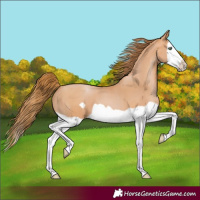 Horse Color:Bay Pearl Splash Frame