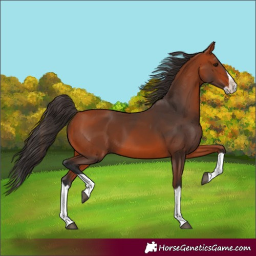 Horse Color:Bay Splash