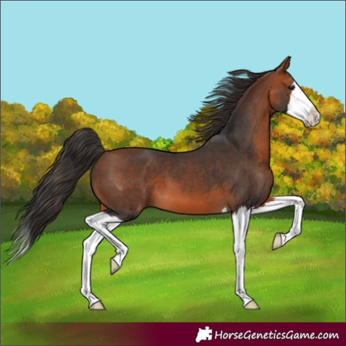Horse Color:Bay Splash 