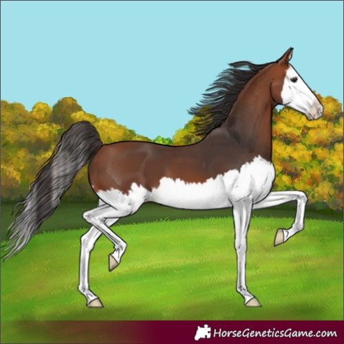 Horse Color:Bay Splash 