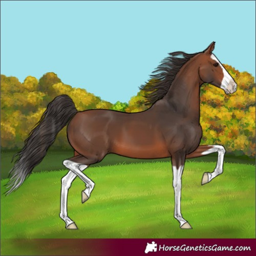 Horse Color:Bay Splash