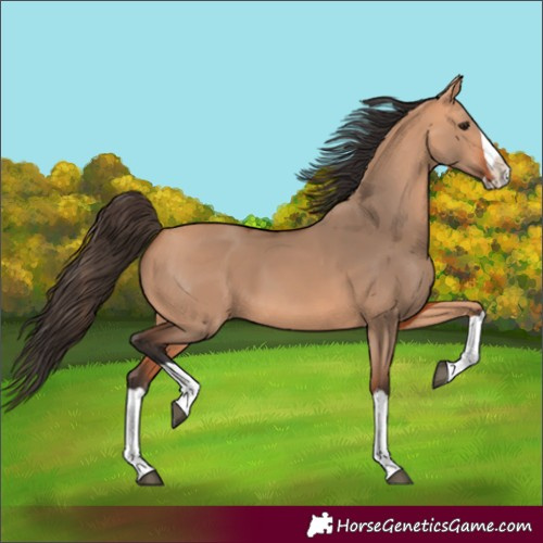 Horse Color:Unknown