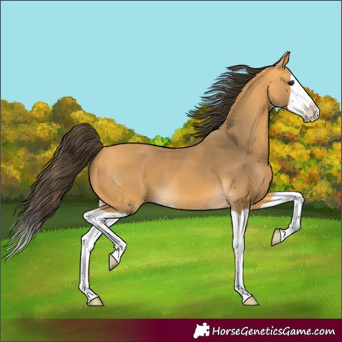 Horse Color:Unknown 