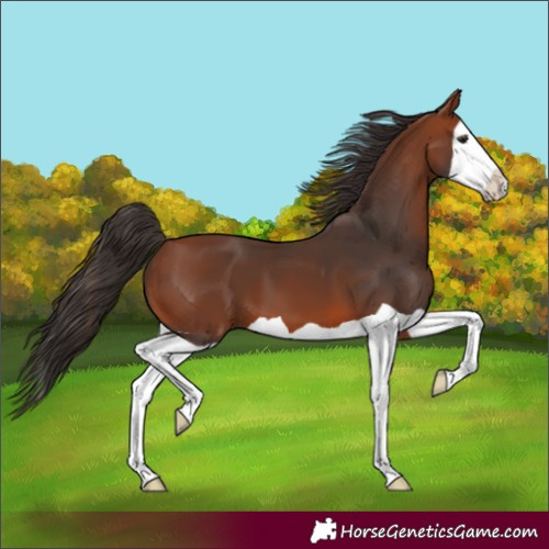 Horse Color:Bay Splash 