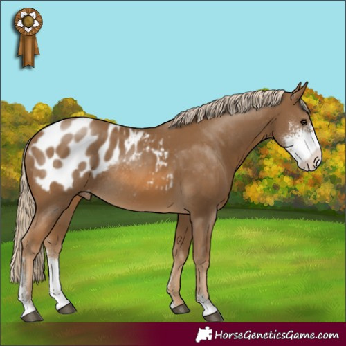 Horse Color:Chocolate Palomino Sabino Appaloosa Rabicano 