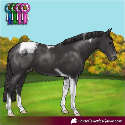 Horse Color:Smoky Black Tobiano Appaloosa 