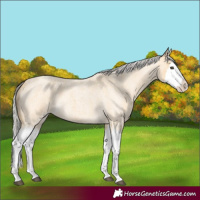 Horse Color:Silver Buckskin Roan Splash 