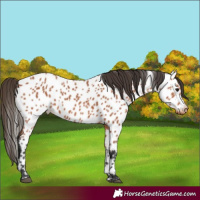 Horse Color:Bay Appaloosa 